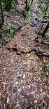 Plants: image 43 Of 208 Thumb